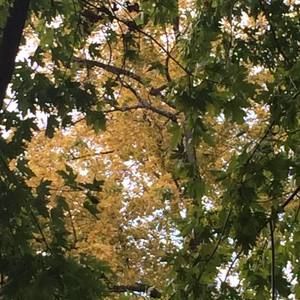 Meet your Posher, Joy